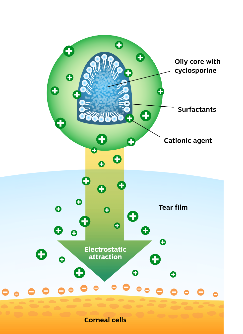 Verkazia is formulated with a unique cationic ophthalmic emulsion